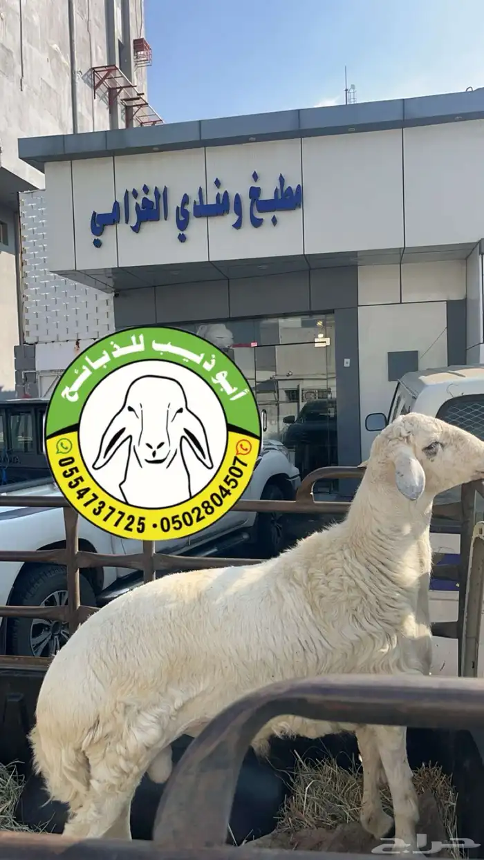 أبو ذيب للذبايح ( يتوفر ذبح وتوصيل لباب بيتك ) 8