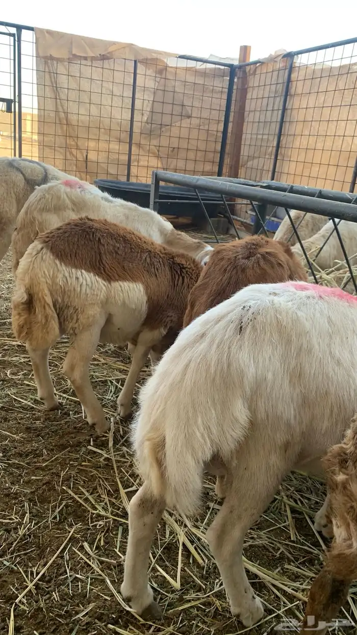 طليان جذعان سواكن 2