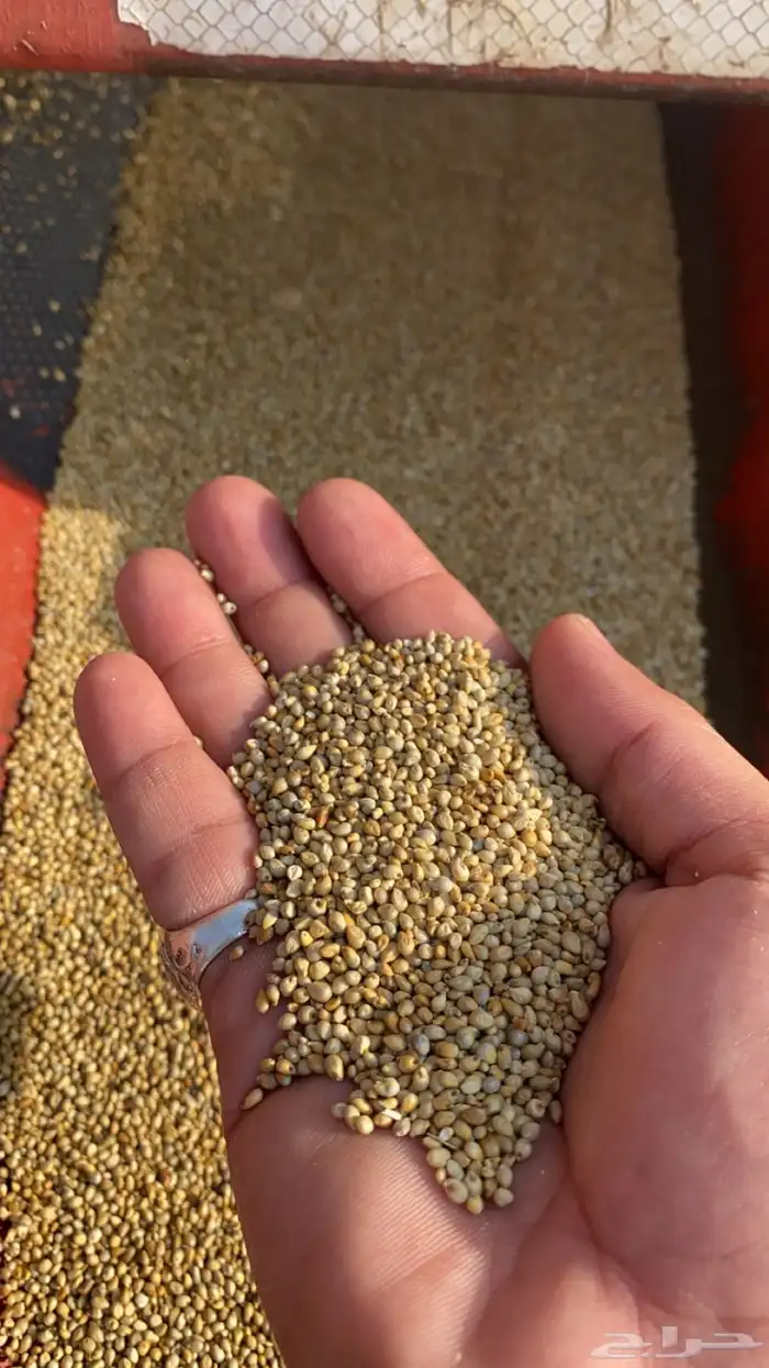 دخن ساية عضوي 0