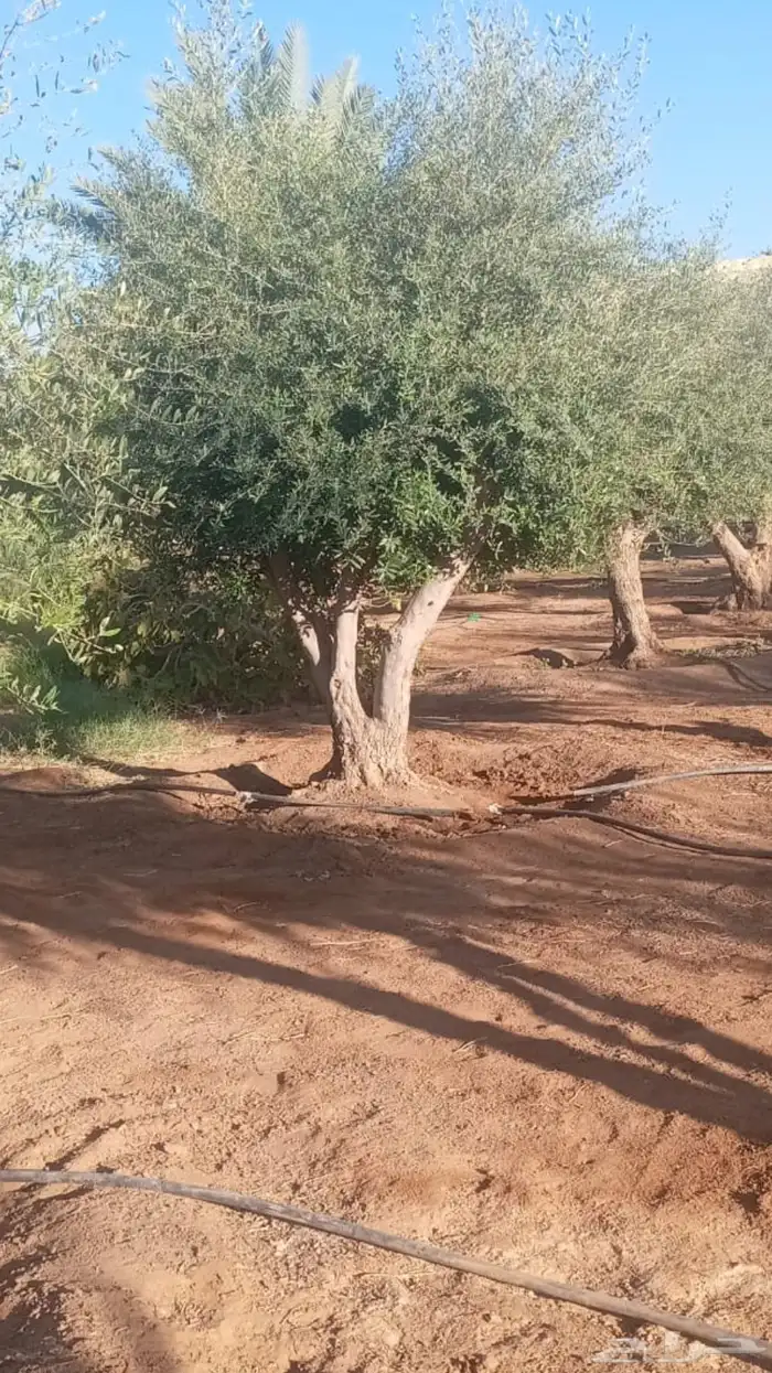 اشجار زيتون معمر اشجار زيتون اعمار خياليه 37