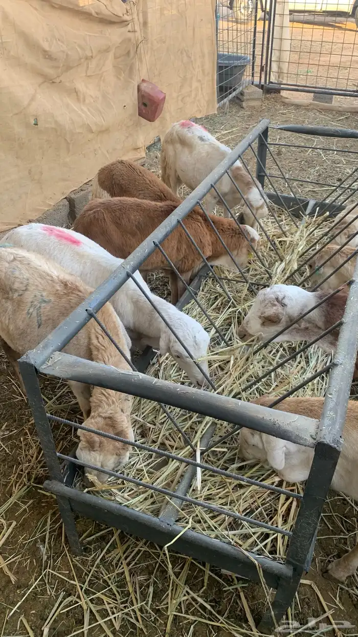 طليان جذعان سواكن 4