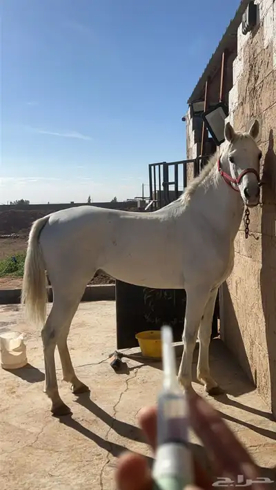 حصان فرنسي كارثه 7