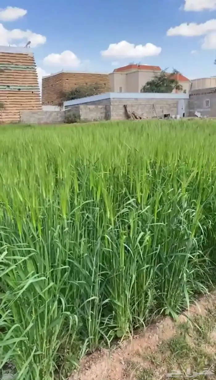 البيع سويقة بلدي مشروط 0