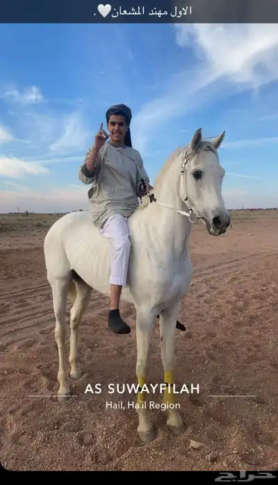 حصان فرنسي كارثه 1