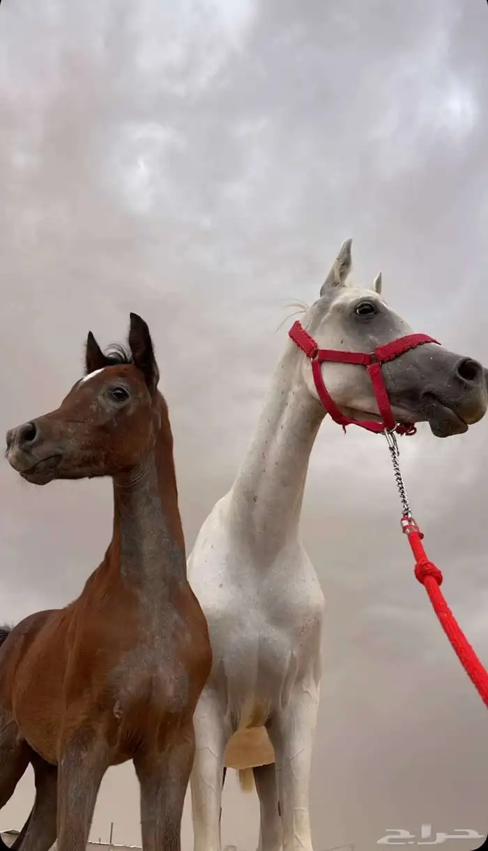 ايواء خيل 0