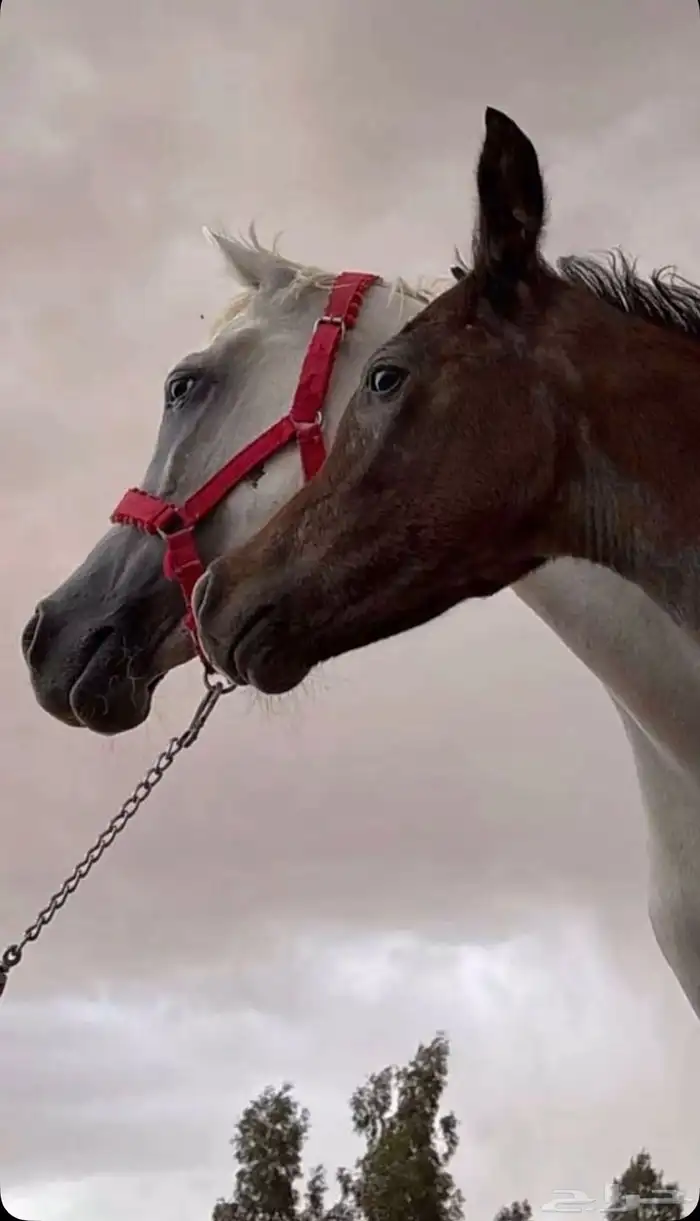 ايواء خيل 1