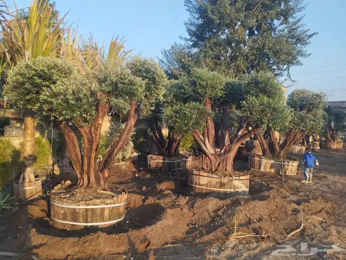 اشجار زيتون معمر اشجار زيتون اعمار خياليه 5