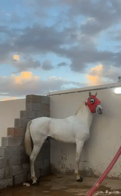 حصان فرنسي كارثه 5