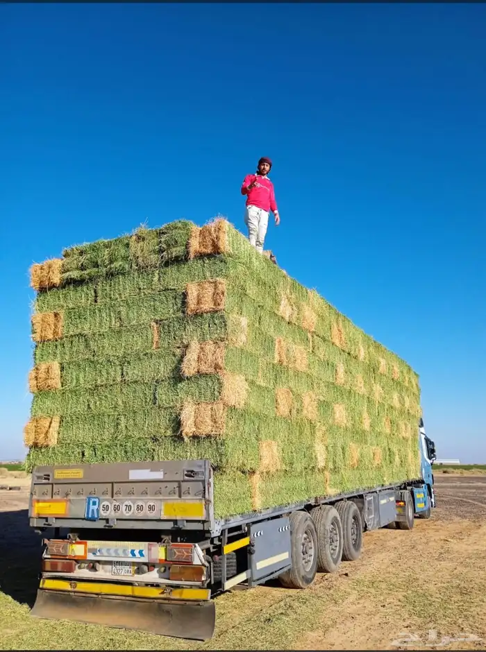 برسيم صافي 0