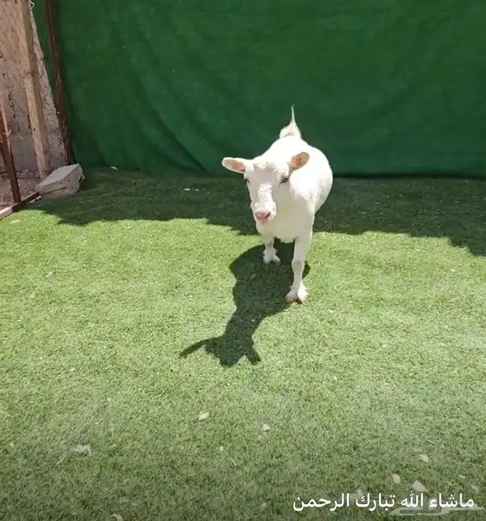 الماعز القزم الرهيب 18