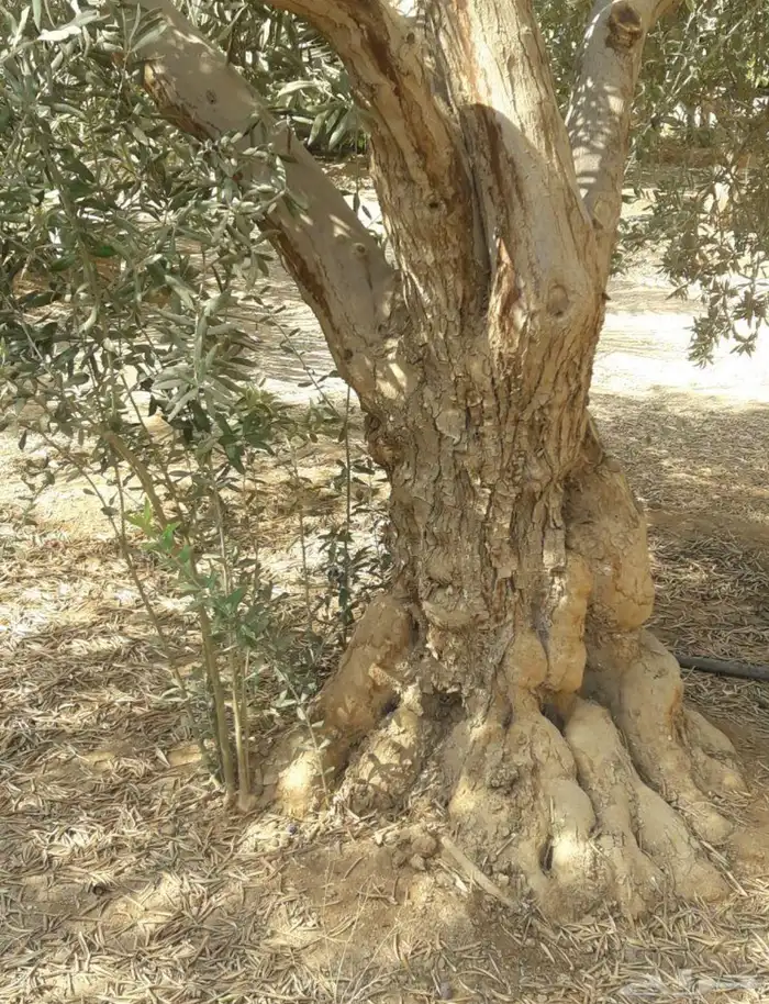 اشجار زيتون معمر اشجار زيتون اعمار خياليه 78