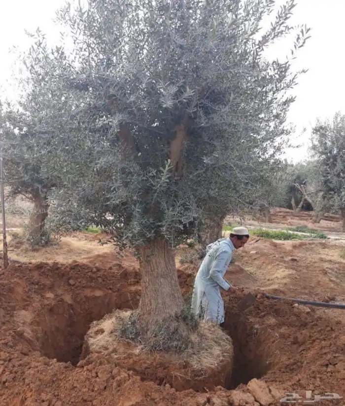 اشجار زيتون معمر اشجار زيتون اعمار خياليه 77