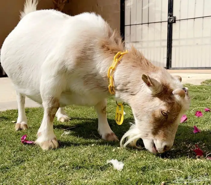 الماعز القزم الرهيب 10