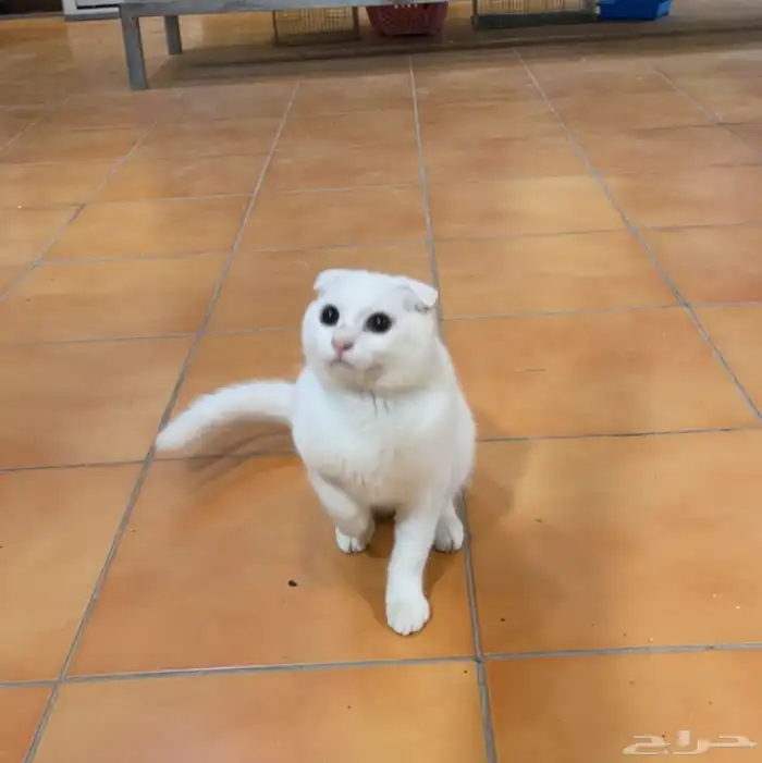 قطط للبيع 6