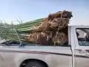 يوجد لدين جميع انواع انخيل المثمره وزينه 1
