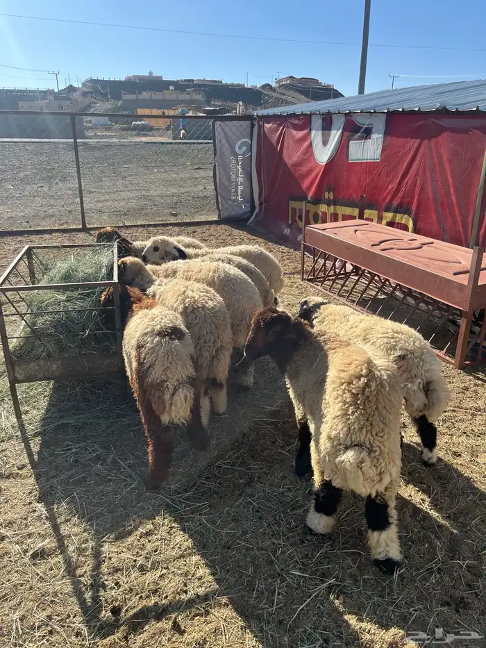 أبو ذيب للذبايح ( يتوفر ذبح وتوصيل لباب بيتك ) 9