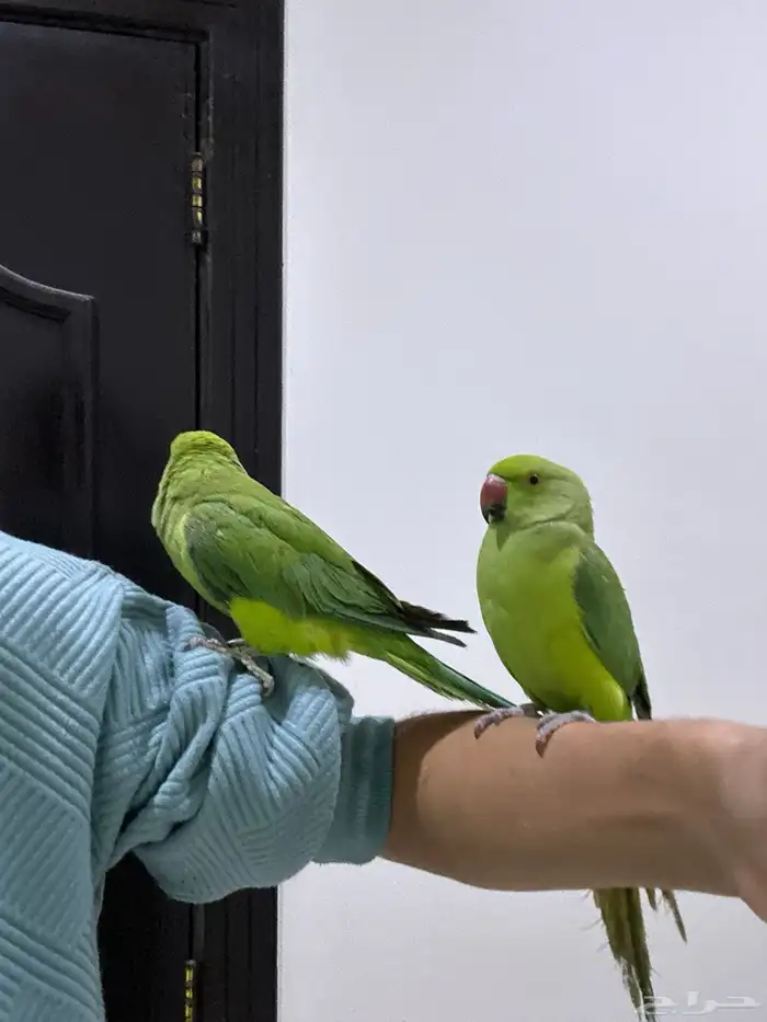 ببغاء الدره اليف 1