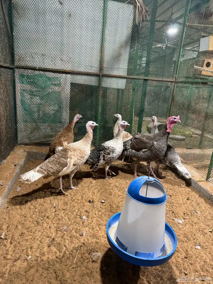 بيض دجاج رومي 3