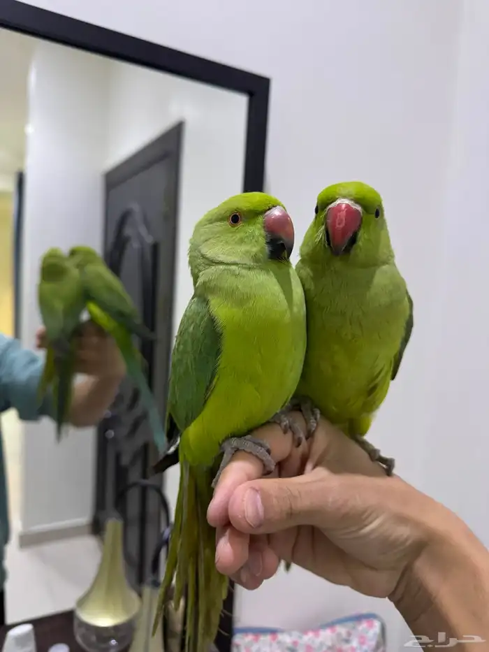 ببغاء الدره اليف 0