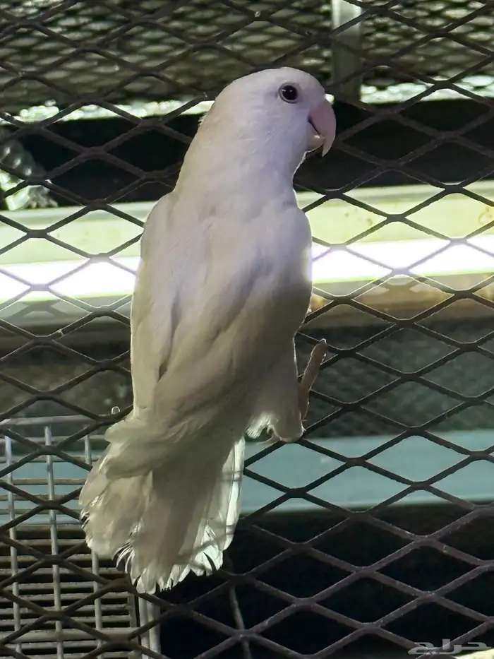 ذكر روز حجم مشالله 1