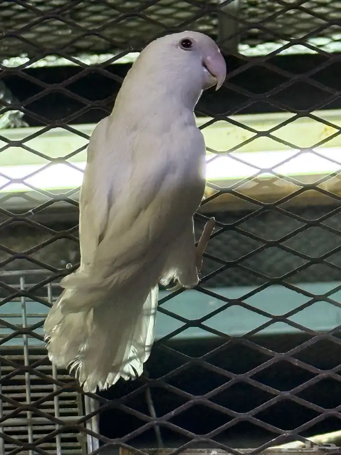 ذكر روز حجم مشالله 0