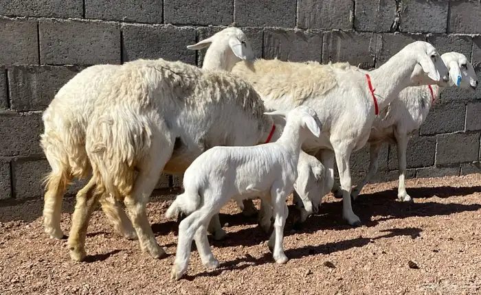 حريات صنف منوة ألقاني(تم البيع) 1