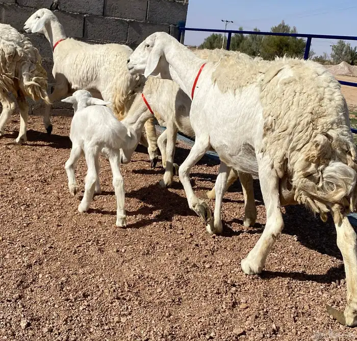 حريات صنف منوة ألقاني(تم البيع) 0