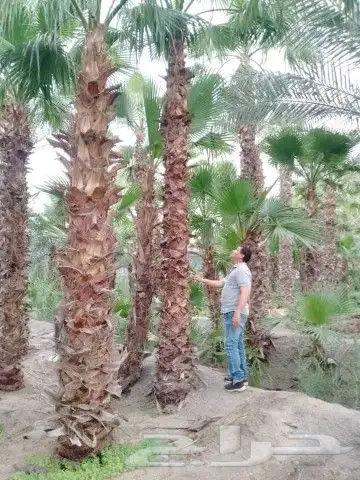 احمد المزارع لتنسيق الحدائق العامة والخاصة وصيانه المنازل وز 9