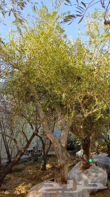 اشجار زيتون باحجام مختلفة 3