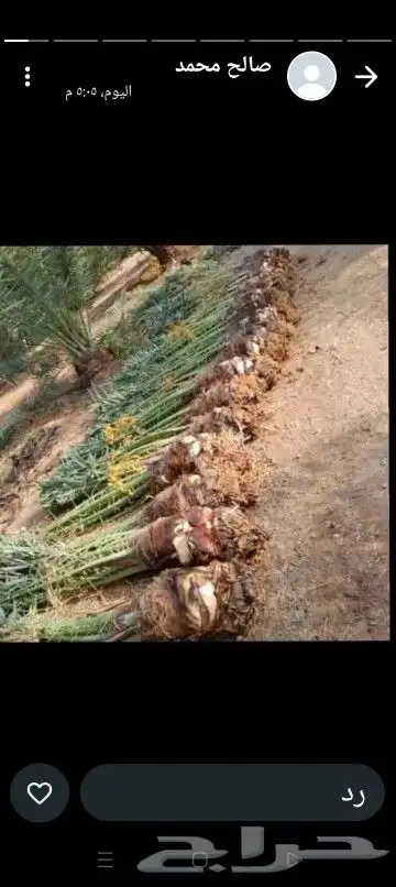 يوجد لدينا جميع انواع النخيل جميع المقاسات المتوفر 5