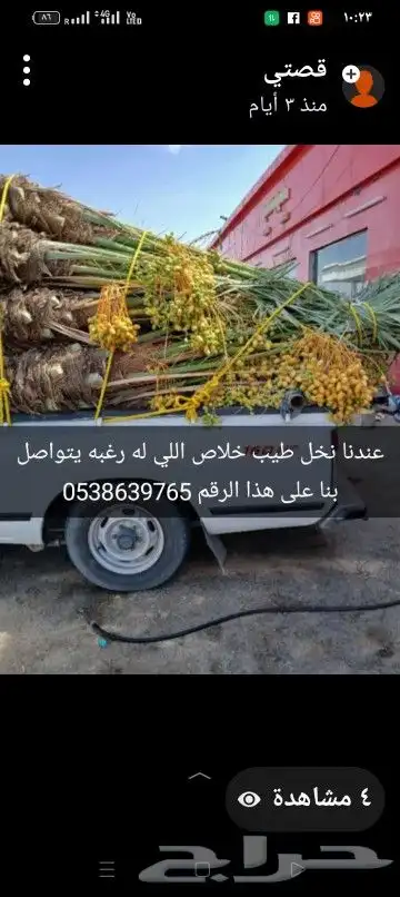 يوجد لدينا جميع انواع النخيل جميع المقاسات المتوفر 8