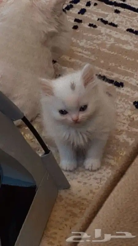 قطه للبيع بيشه 1