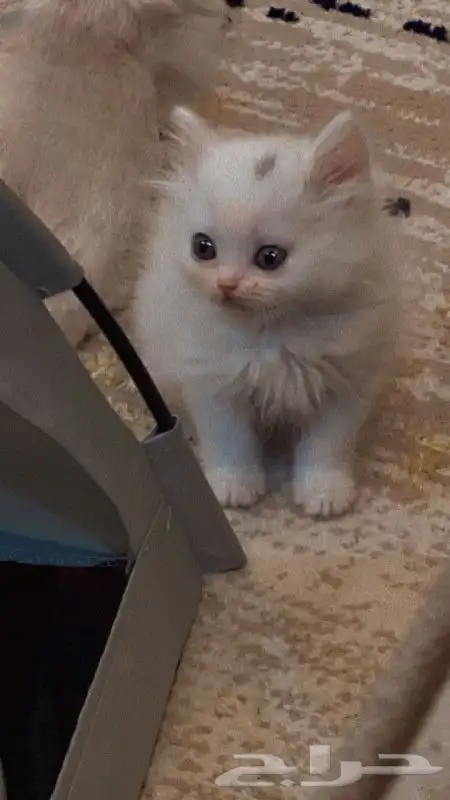 قطه للبيع بيشه 0