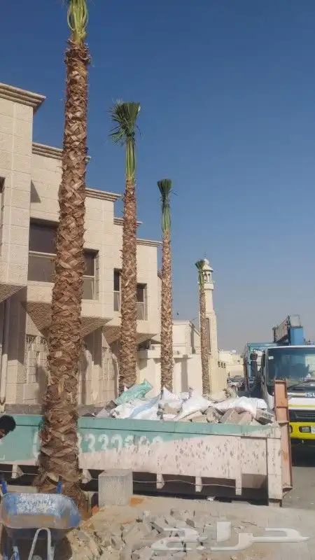 نخل وشنطونيا 5
