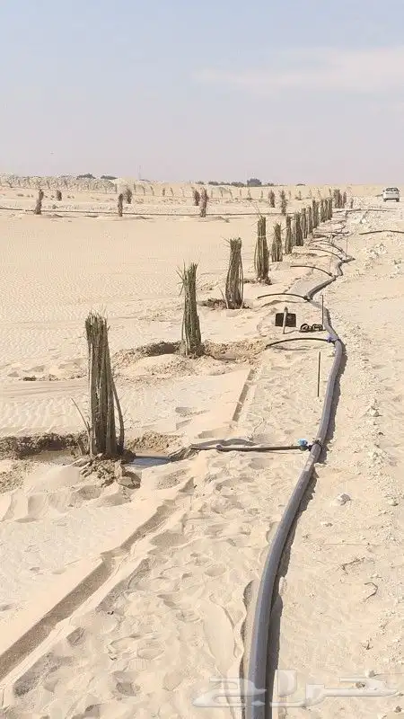 زراعه نخيل عربي واشنطني واعمال الشبوك وتوريدها 6