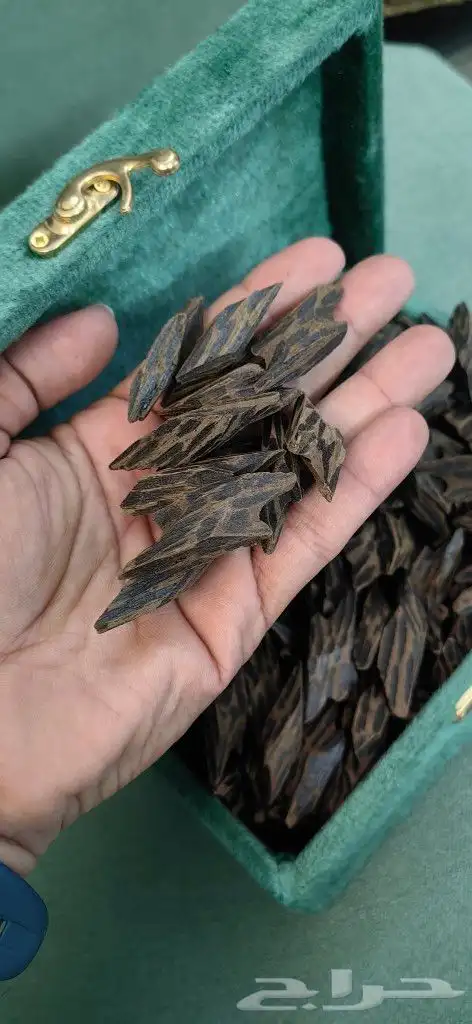 كمبودي تايقر درجه اولى 0