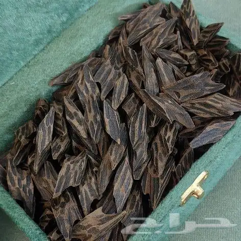 كمبودي تايقر درجه اولى 1