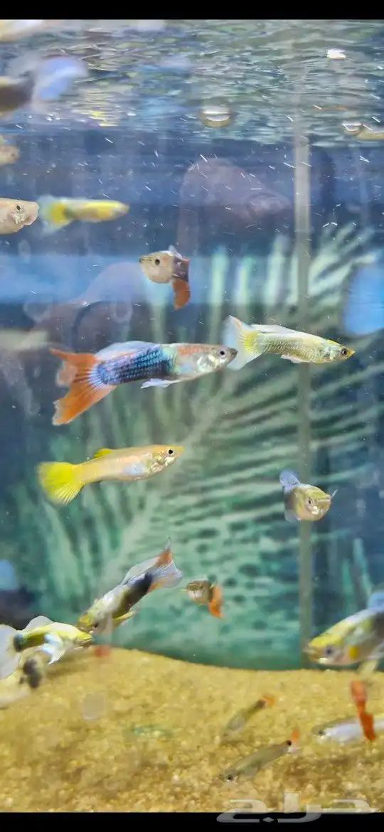 سمك جوبي 3
