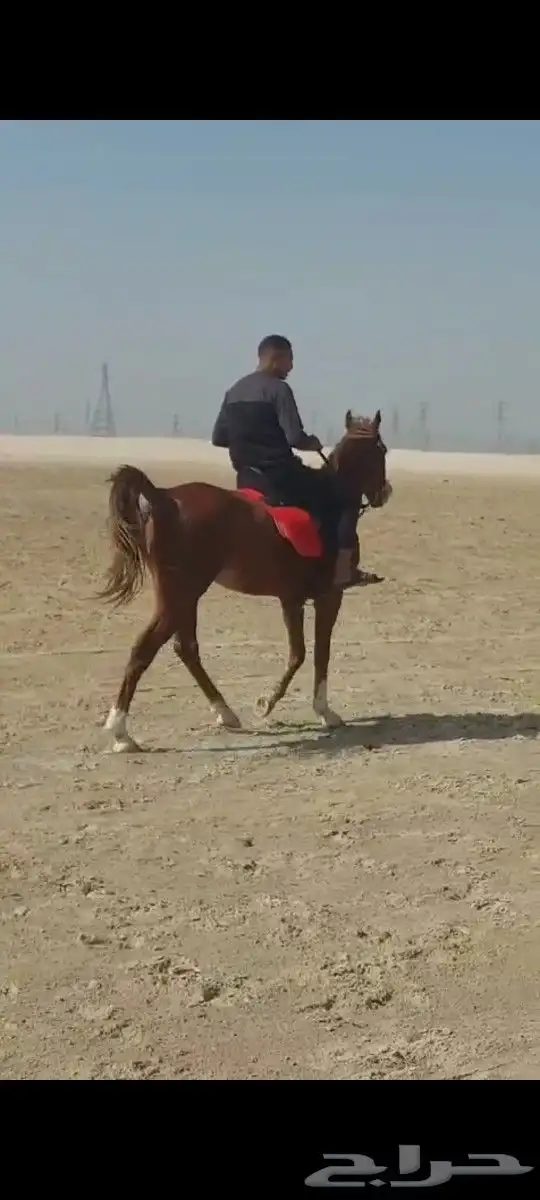 حصان شعبى ماشاء الله للبيع 2