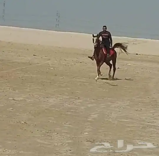 حصان شعبى ماشاء الله للبيع 3