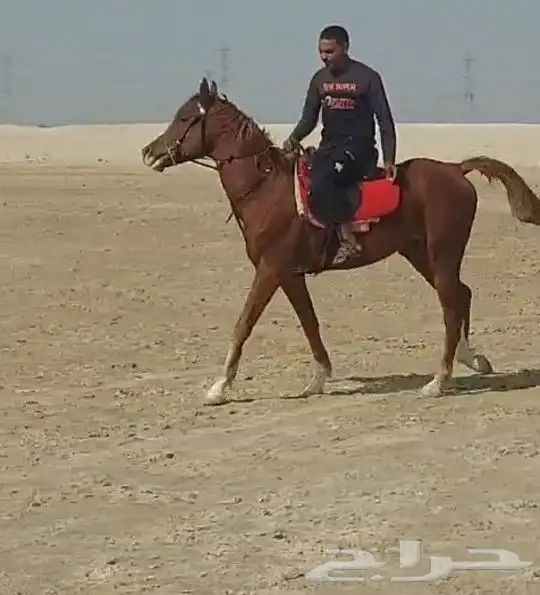 حصان شعبى ماشاء الله للبيع 1