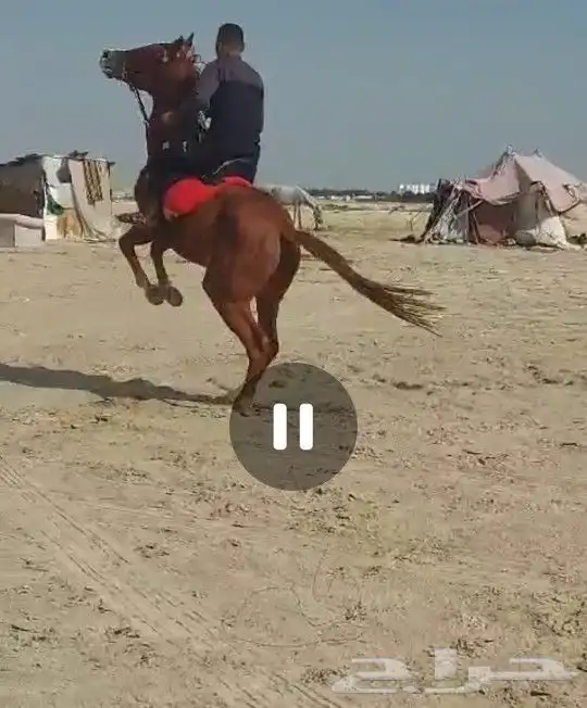 حصان شعبى ماشاء الله للبيع 0