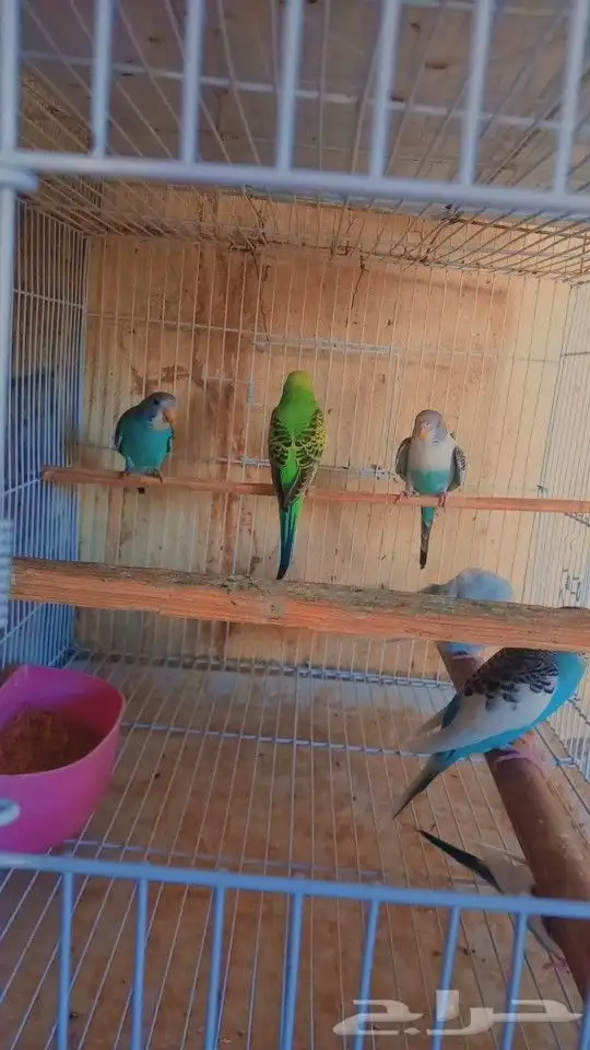 متوفر 4 ازواج بادجي جمله وتفريد 0