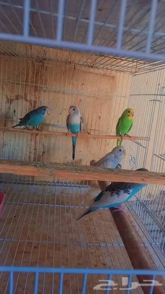 متوفر 4 ازواج بادجي جمله وتفريد 2