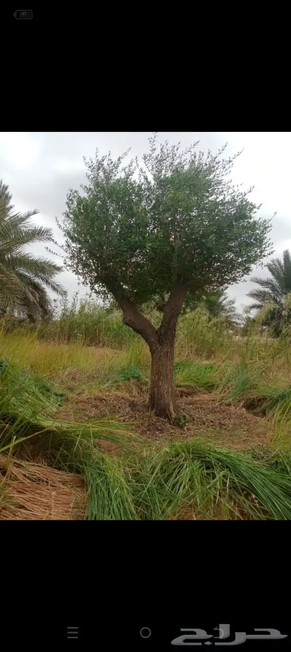 اشجار زيتون معمر اشجار زيتون اعمار خياليه 20
