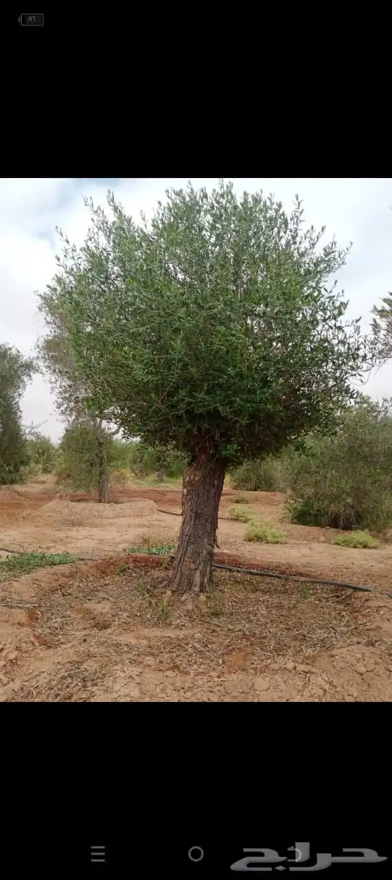 اشجار زيتون معمر اشجار زيتون اعمار خياليه 14