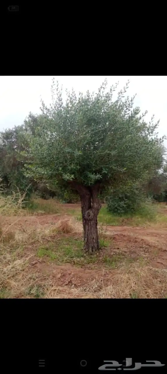 اشجار زيتون معمر اشجار زيتون اعمار خياليه 11