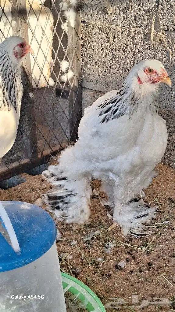 دجاج براهما عدد 3 دجاج 0