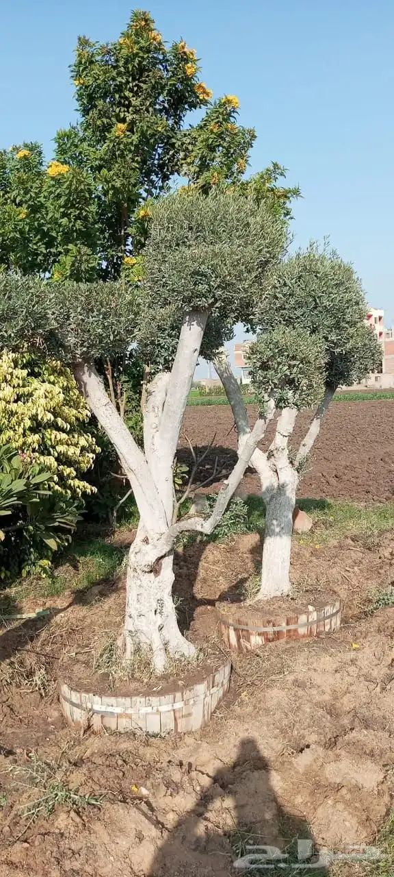 اشجار زيتون معمر اشجار زيتون اعمار خياليه 0