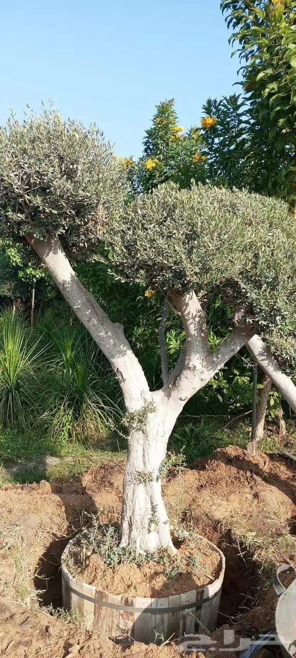 اشجار زيتون معمر اشجار زيتون اعمار خياليه 3